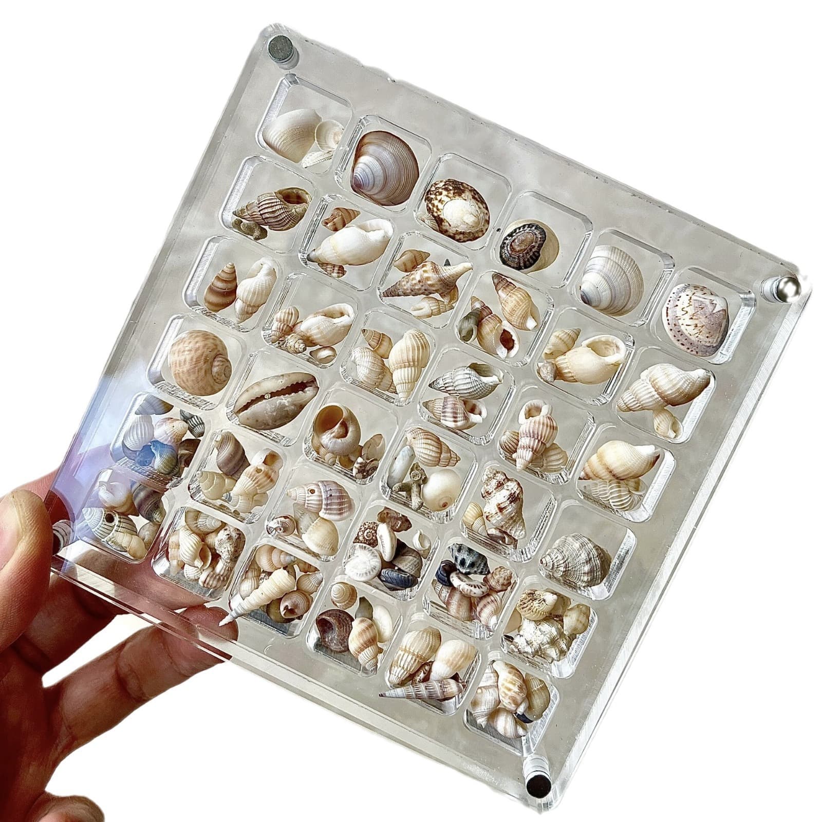 フィギュアケース 小型 コレクション シェル整理ケース 海の宝物